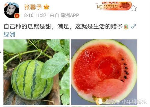娱乐圈吃瓜用什么看,揭秘明星动态，轻松掌握娱乐热点